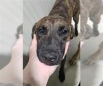 Small Mutt