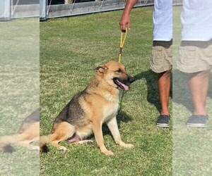 Mother of the German Shepherd Dog puppies born on 02/25/2026