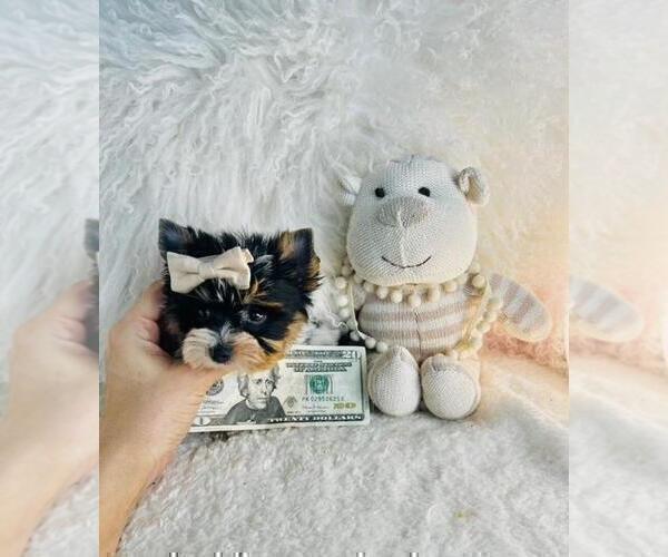 Medium Photo #9 Yorkshire Terrier Puppy For Sale in LANCASTER, PA, USA