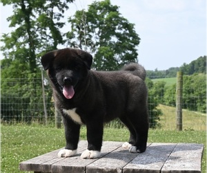 Akita Puppy for Sale in MILLERSBURG, Ohio USA