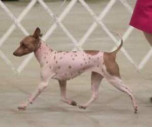 Mother of the American Hairless Terrier puppies born on 06/02/2025