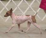 Small Photo #1 American Hairless Terrier Puppy For Sale in PHOENIX, AZ, USA