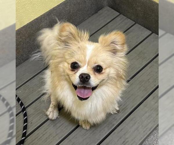 Medium Photo #1 Pomeranian-Unknown Mix Puppy For Sale in Forestville, MD, USA