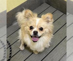 Pomeranian-Unknown Mix Dogs for adoption in Forestville, MD, USA