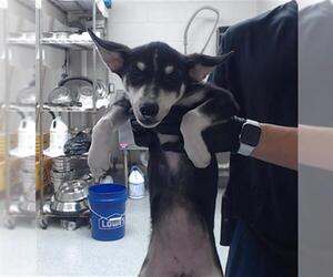Chihuahua-Unknown Mix Dogs for adoption in Pasadena, TX, USA