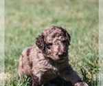 Small Photo #65 Goldendoodle Puppy For Sale in HOWARD CITY, MI, USA