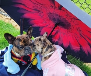 French Bulldog Dogs for adoption in CASTLE PINES, CO, USA
