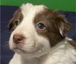 Puppy Princess Diana Border Collie