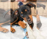 Small #2 Jack Russell Terrier Mix
