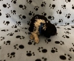 Small Photo #5 Goldendoodle Puppy For Sale in ARKOMA, OK, USA