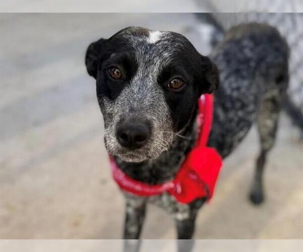 Medium Photo #1 Mutt Puppy For Sale in Tulsa, OK, USA