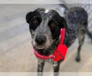 Mutt Dogs for adoption in Tulsa, OK, USA