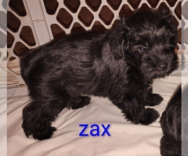 Medium Photo #1 Schnauzer (Miniature) Puppy For Sale in ENID, OK, USA