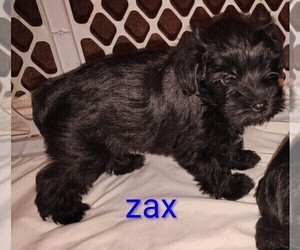 Medium Schnauzer (Miniature)