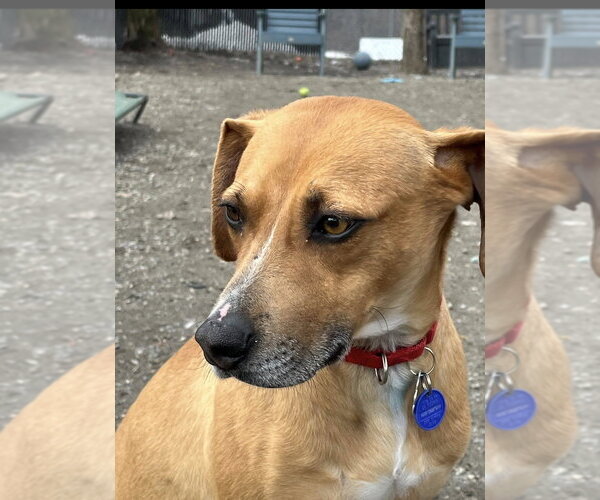 Medium Photo #11 Mutt Puppy For Sale in Elmsford, NY, USA