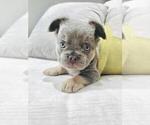 Small #18 French Bulldog
