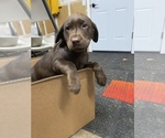 Small Photo #4 Labrador Retriever Puppy For Sale in PUYALLUP, WA, USA