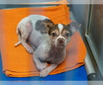 Small Chihuahua