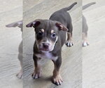 Dexter - Male Mutt Dog for Adoption - Small photo