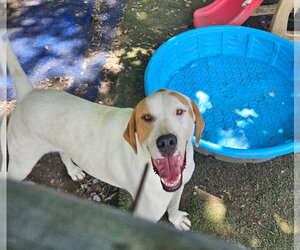 Coonhound-Great Pyrenees Mix Dogs for adoption in Tracy City, TN, USA