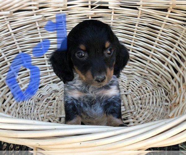 Medium Photo #1 Dachshund Puppy For Sale in SALEM, MO, USA