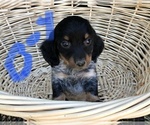 Small Photo #1 Dachshund Puppy For Sale in SALEM, MO, USA