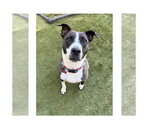 Small Mutt