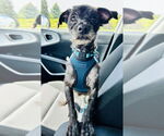 Small #1 Poodle (Miniature) Mix