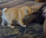 Small Photo #24 Pug Puppy For Sale in HILLSDALE, MI, USA