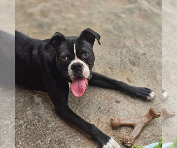Medium Photo #3 Boxer Puppy For Sale in Dumont, NJ, USA