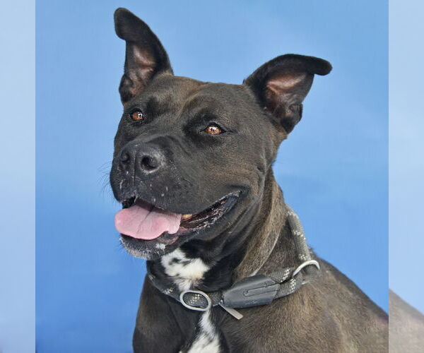 Medium Photo #2 Mutt Puppy For Sale in Pasadena, CA, USA