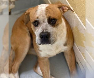 Mutt Dogs for adoption in Tulsa, OK, USA