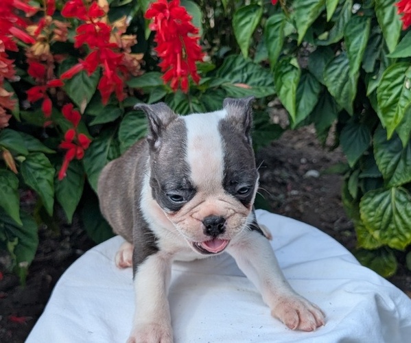 Medium Photo #25 Faux Frenchbo Bulldog Puppy For Sale in GOSHEN, IN, USA