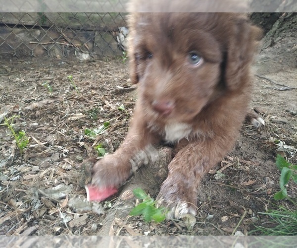 Medium Photo #1 Aussiedoodle Puppy For Sale in PROVIDENCE, RI, USA