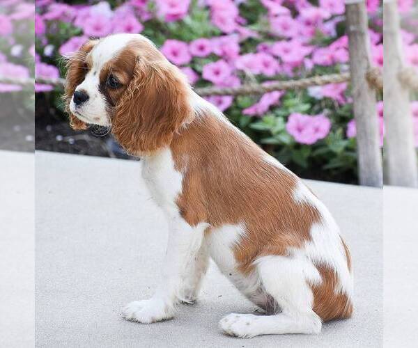 Medium Photo #4 Cavalier King Charles Spaniel Puppy For Sale in HONEY BROOK, PA, USA
