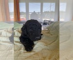 Puppy Bolt Poodle (Standard)
