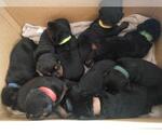 Small Photo #16 Rottweiler Puppy For Sale in NIPOMO, CA, USA