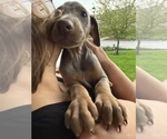 Small #1 Doberman Pinscher