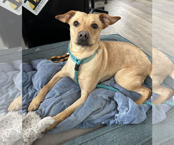 Medium Photo #1 Mutt Puppy For Sale in Rockaway, NJ, USA