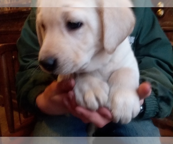 Medium Photo #4 Labrador Retriever Puppy For Sale in BURIEN, WA, USA
