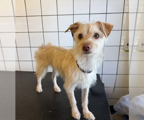 Medium Photo #1 Mutt Puppy For Sale in Downey, CA, USA