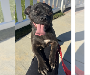 One eyed Oreo - Male Pug-Unknown Mix Dog for Adoption - Photo #5