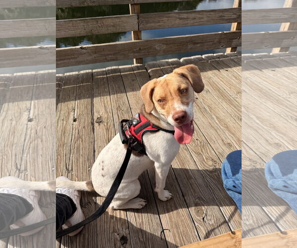 Medium Photo #1 Beagle-Unknown Mix Puppy For Sale in Sanford, FL, USA