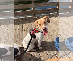 Beagle-Unknown Mix Dogs for adoption in Sanford, FL, USA