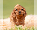 Puppy Murphy AKC Cavalier King Charles Spaniel