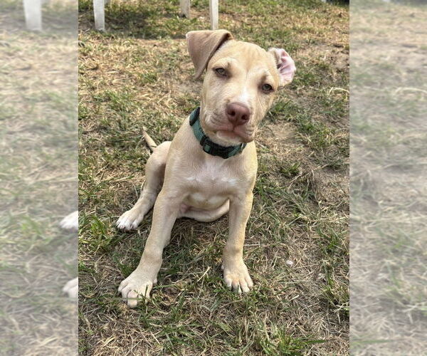 Medium Photo #13 American Pit Bull Terrier-American Staffordshire Terrier Mix Puppy For Sale in Wenonah, NJ, USA