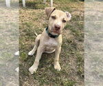 Small #12 American Pit Bull Terrier-American Staffordshire Terrier Mix