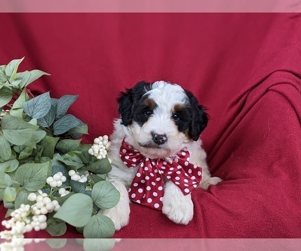 Medium Photo #7 Bernedoodle (Miniature) Puppy For Sale in GLEN ROCK, PA, USA