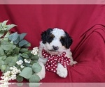 Small Photo #7 Bernedoodle (Miniature) Puppy For Sale in GLEN ROCK, PA, USA