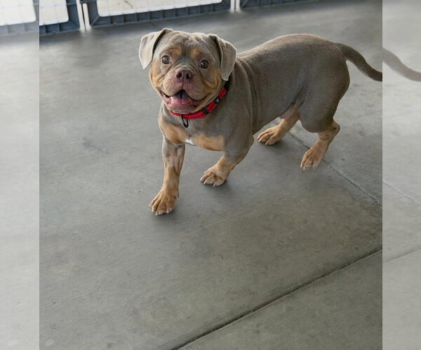 Medium Photo #1 Bulldog-Unknown Mix Puppy For Sale in Las Vegas, NV, USA
